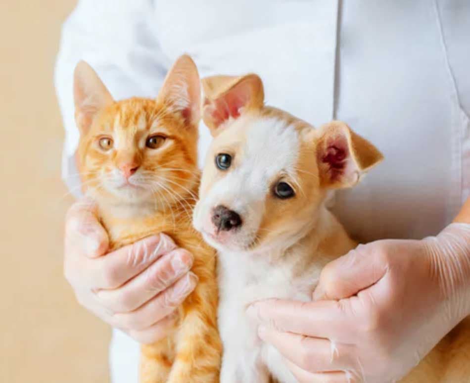 Colonia: vacunación gratuita contra la rabia para gatos y perros mayores de 3 meses