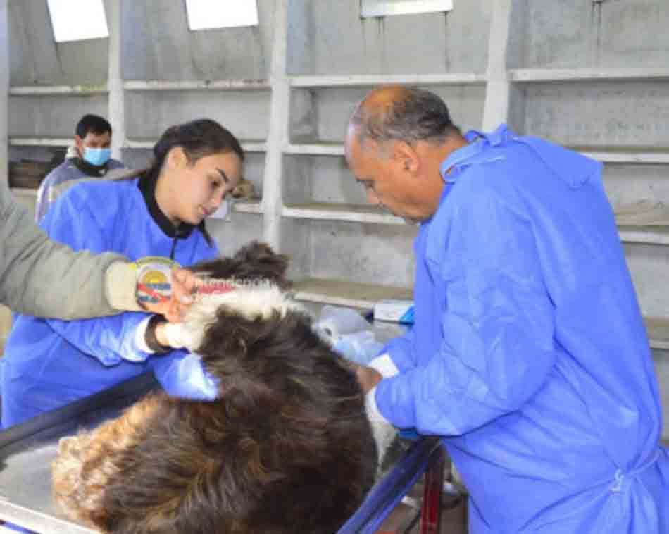 San José: jornadas gratuitas de castración canina y colocación de chips