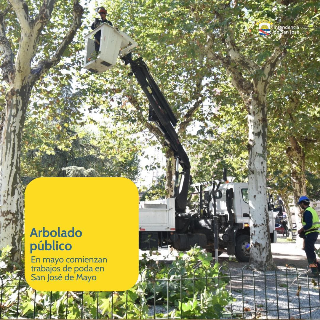 En mayo comienzan tareas de poda del arbolado público de San José de Mayo