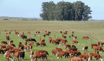 Uruguay cumplió exigencias para sus exportaciones de carnes