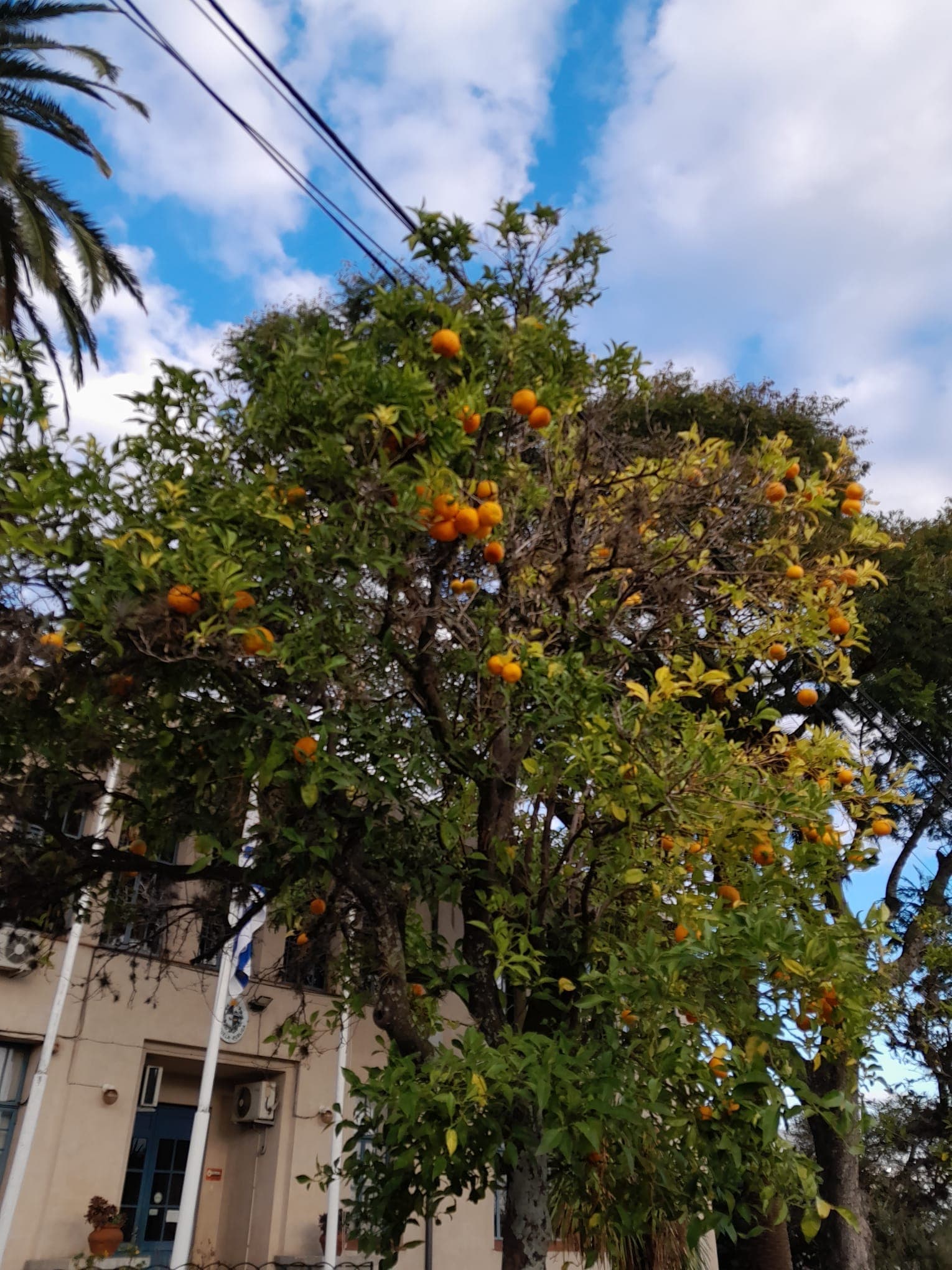 ONG – Mirando al Colla celebra el Día Mundial del Medio Ambiente, esta vez más al centro de Rosario
