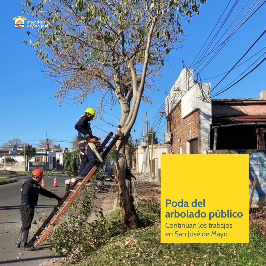 San José: continúan los trabajos de poda del arbolado público