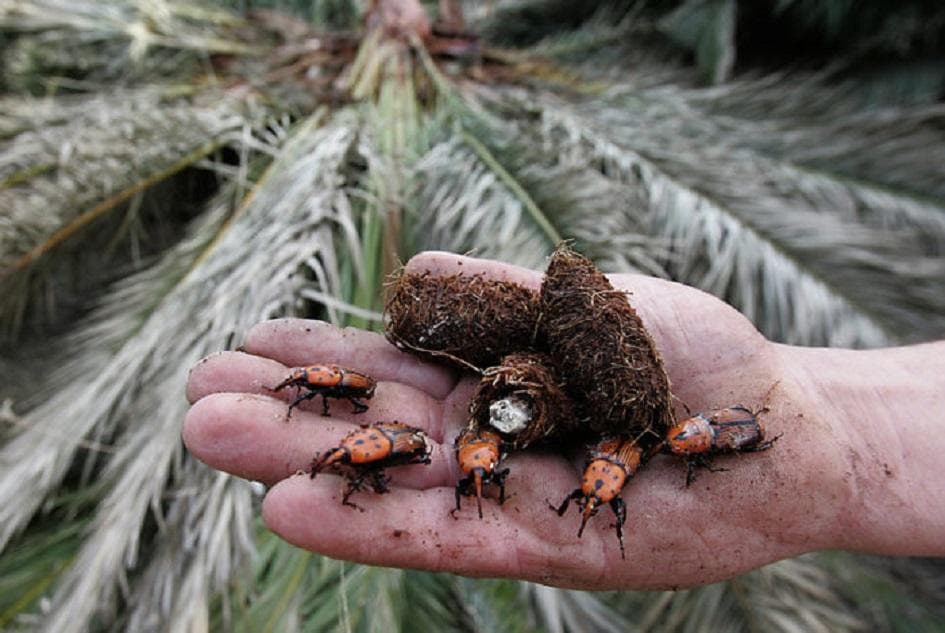 Palmera en Parque Ferrando de Colonia afectada por Picudo Rojo