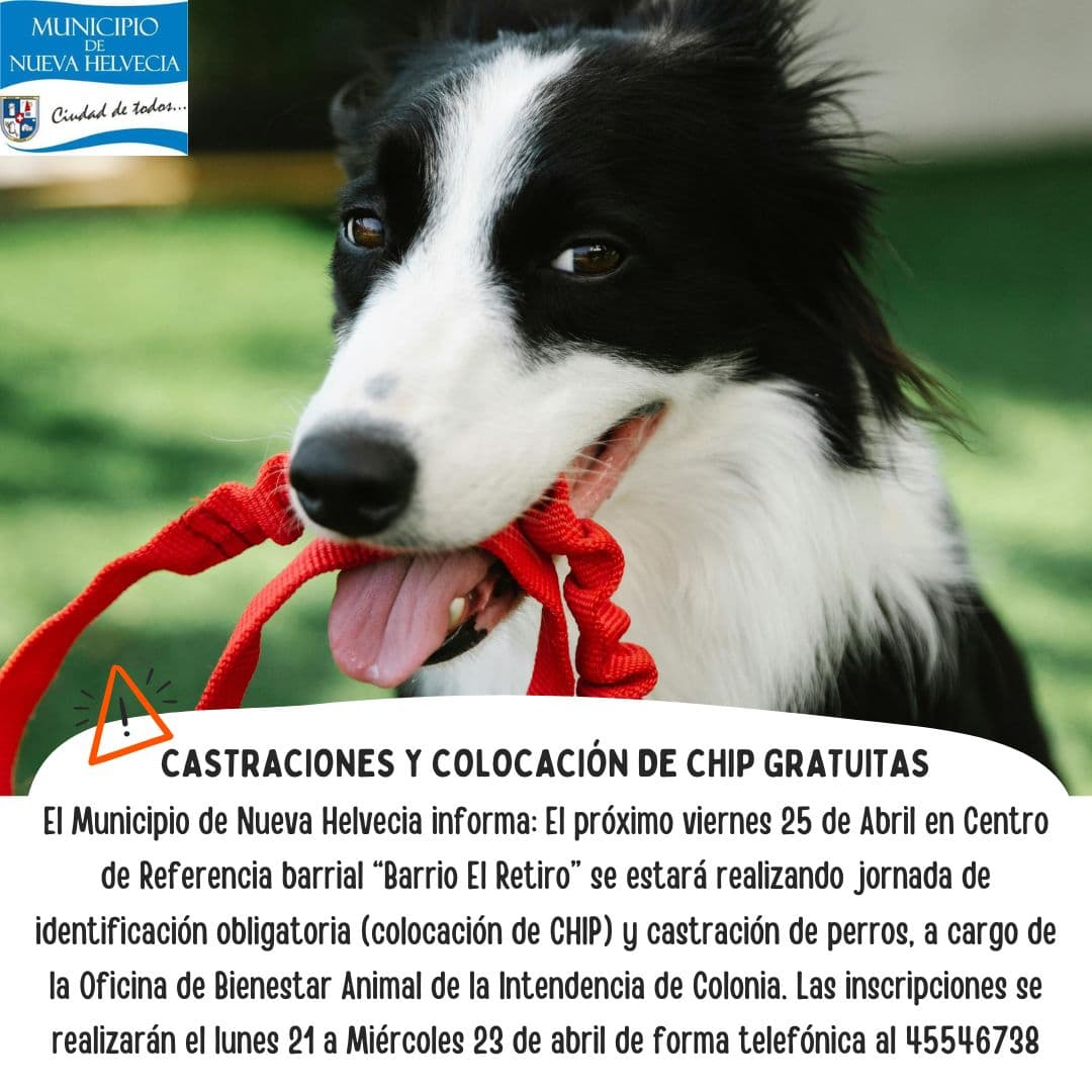 Nueva Helvecia ofrecerá castraciones y colocación de chips gratuitas para perros