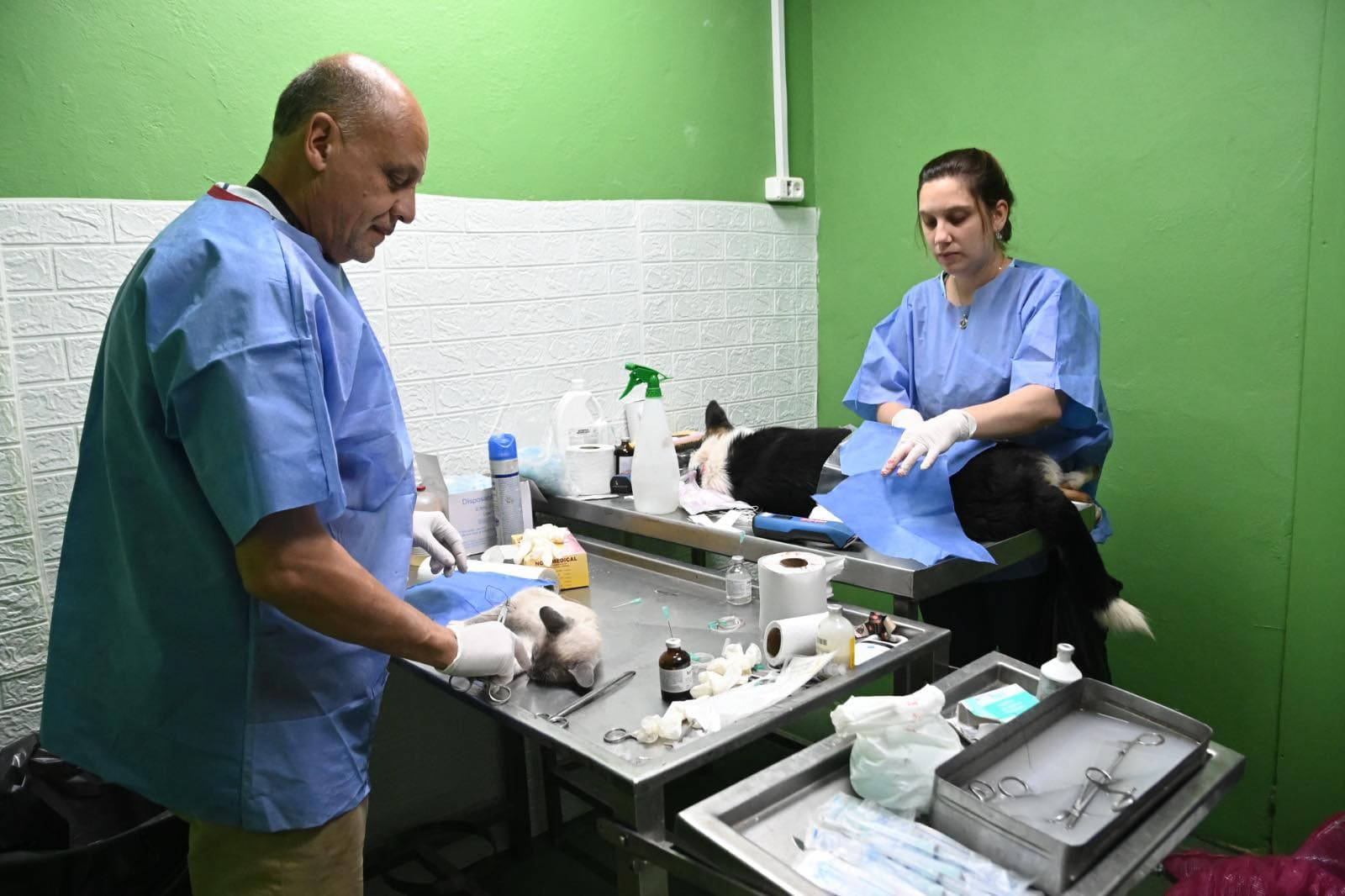 San José: jornadas de esterilización de mascotas en enero